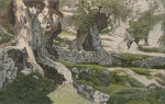 Olivengarten, Mallorca 53 x 34 cm