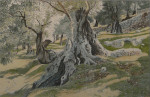Olivengarten, Mallorca 51 x 33 cm